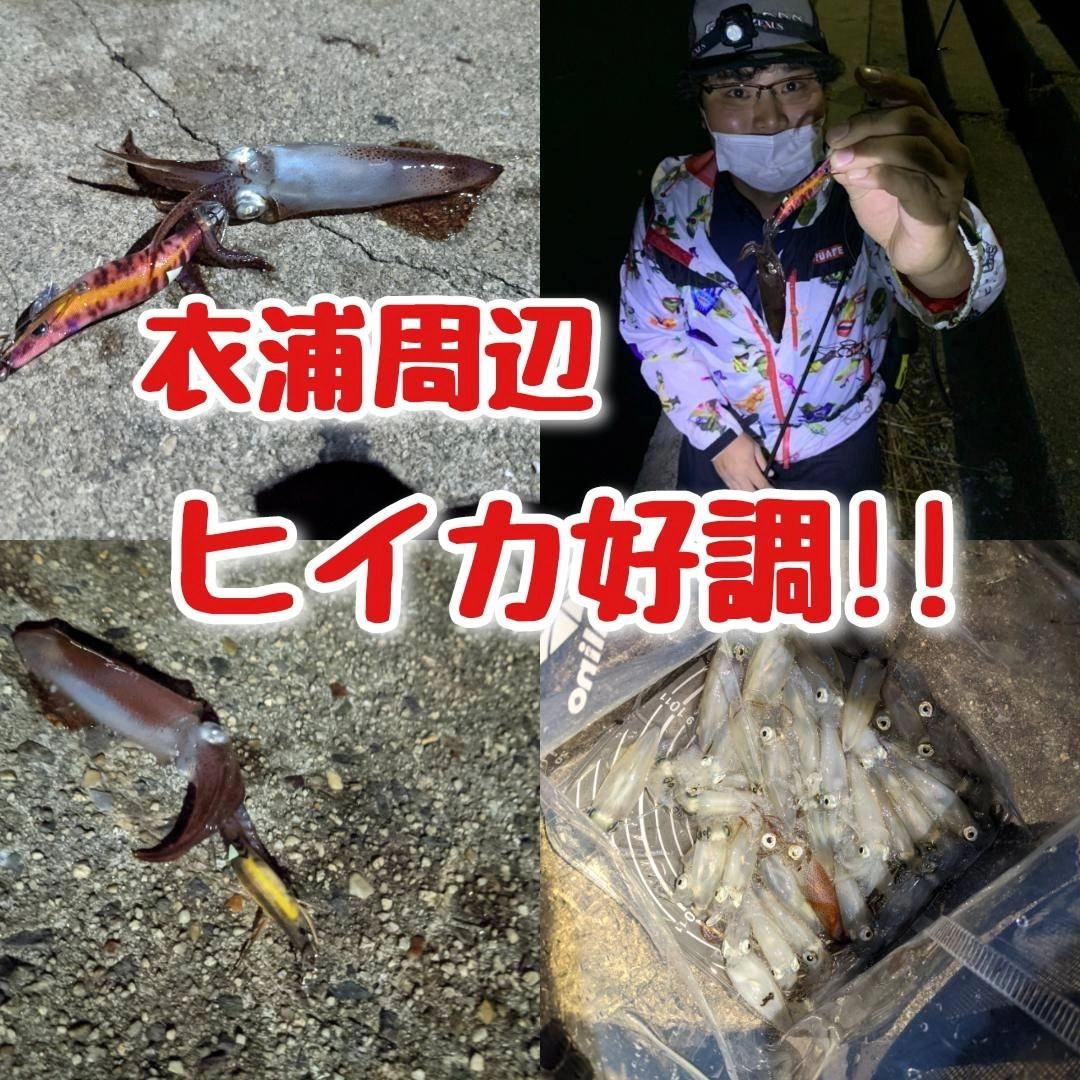 【イシグロ半田店】衣浦周辺ヒイカ好調です!!