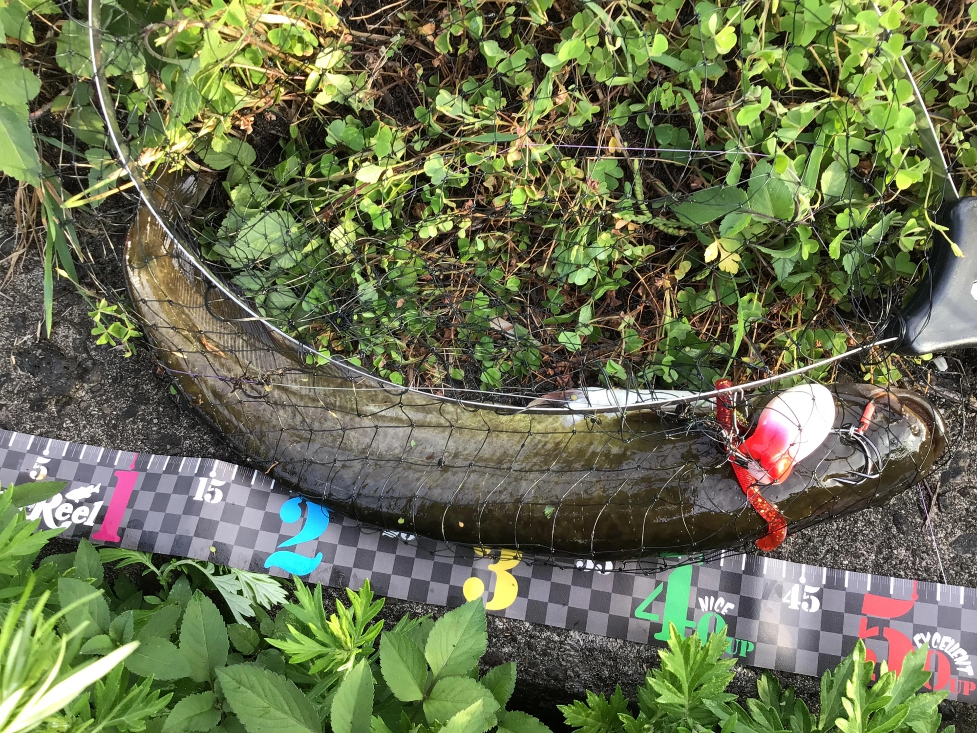 ナマズさん、初めましてっ❗️今後ともよろしくです。