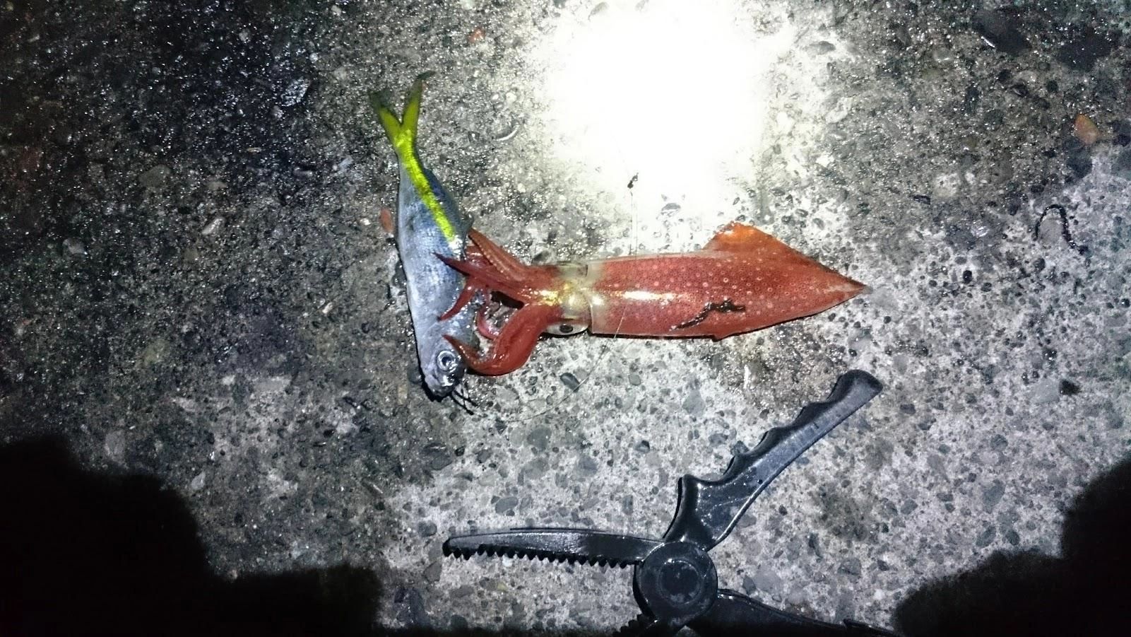 マルイカが結構いるようで、殆どタカベを齧られて食い逃げされましたが、１匹だけ釣れました。
抜き上げで一度バラしましたが、すぐ餌を海に戻すと抱き直して釣り上げました。