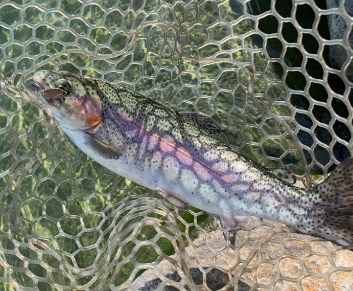 魚はヒレピンなので引きが強いのでラインは太目を。