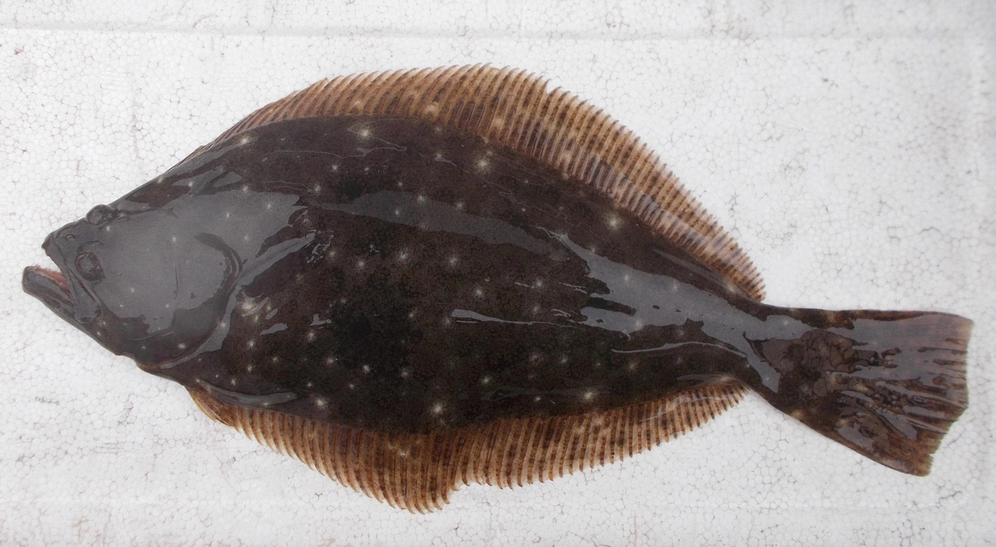 小魚が増えてきてそれを狙う魚も釣れるようになってきました。他にもヤガラ、こぶしサイズのコウイカなどが喰ってきました。