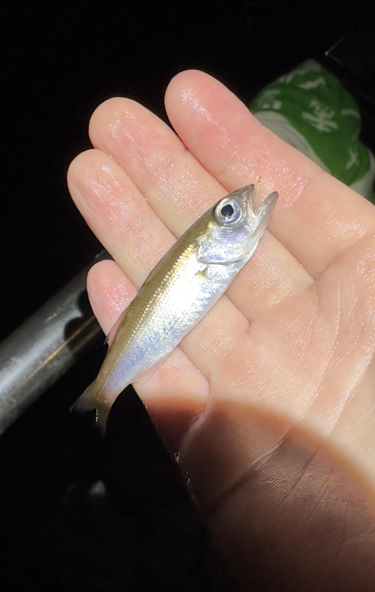サビキ底べったりでムツも釣れました。