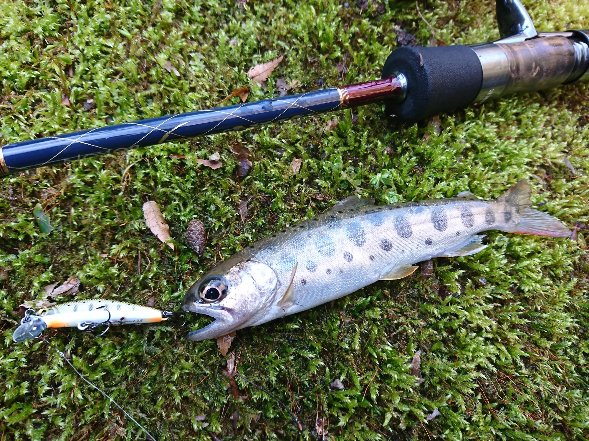 天然のアマゴ狙いで源流へと行ってきました。ヒットルアーはDコンパクト38