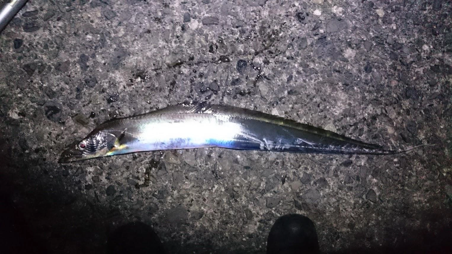ウルメイワシはよく話す餌釣りの常連さんに寄付してもらいました。しかし如何せん水温が低く堤防中に太刀魚の気配がありません。帰り際の潮の方向が逆転したタイミングでどうにか１匹つれました。それも回収中に５mほど先の足元の底付近で釣れたので堤防近くの居つきの個体だったかもしれません。