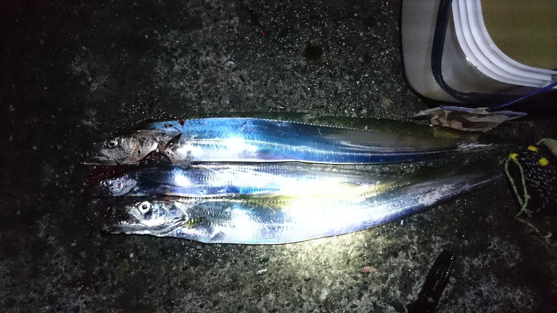サビキではクロムツしか釣れず。常連の名人に頂いた鯵泳がせで太刀魚釣れました。シーバスもかかったのですが、テンヤとクロスしてエラ洗いされているうちにバレました。