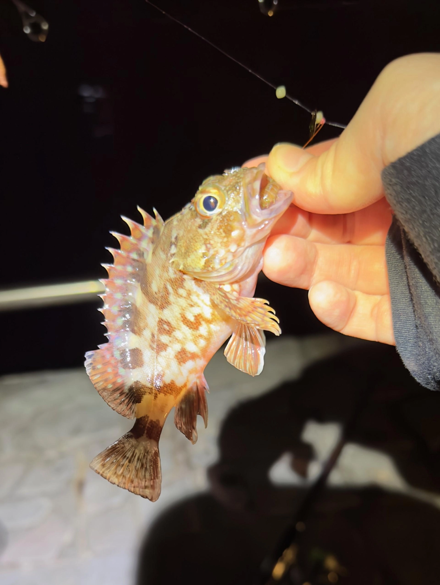 カワハギ仕掛けでカサゴ。※リリースしました。