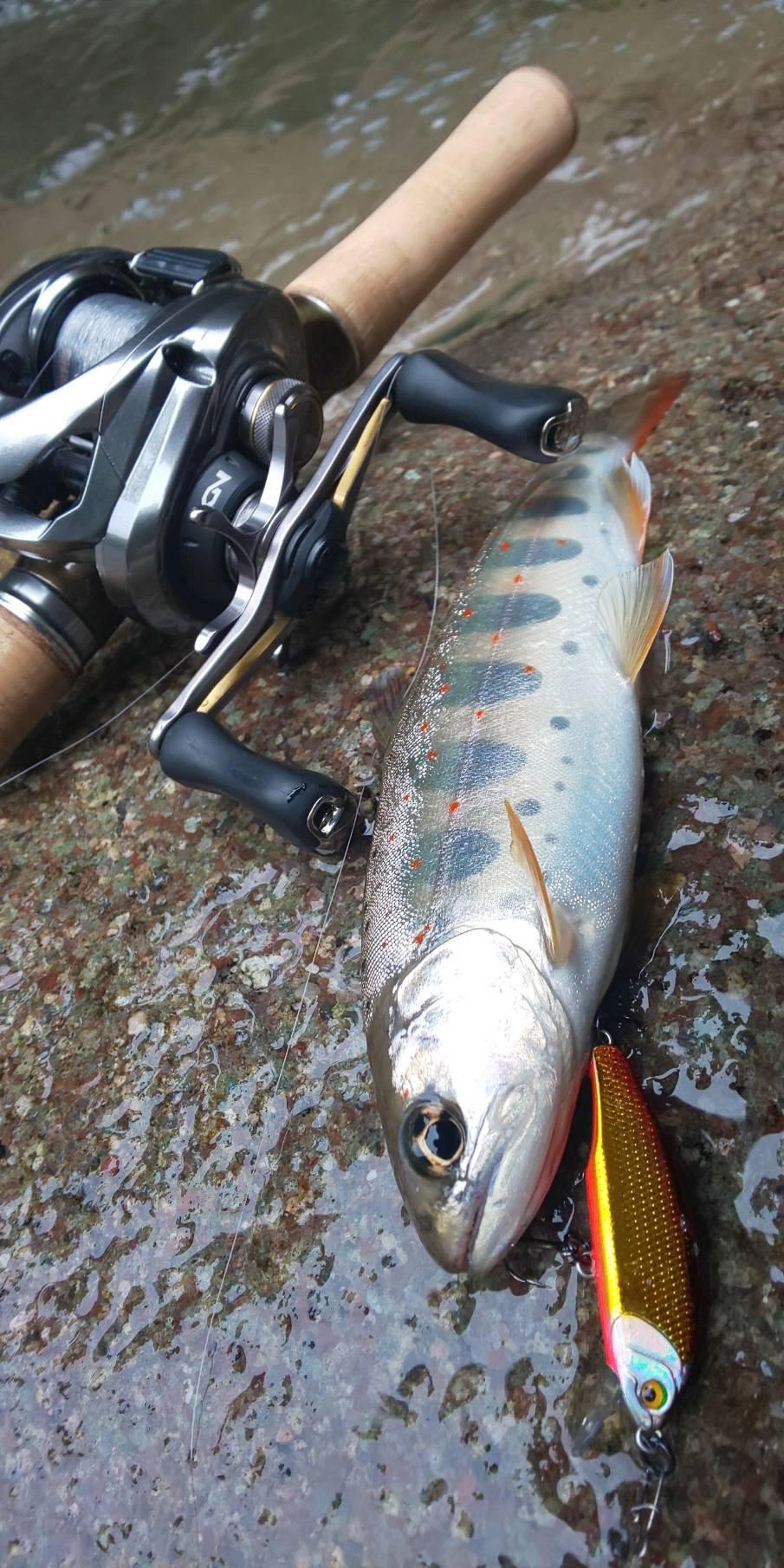 河津川でアマゴ連発しております！！