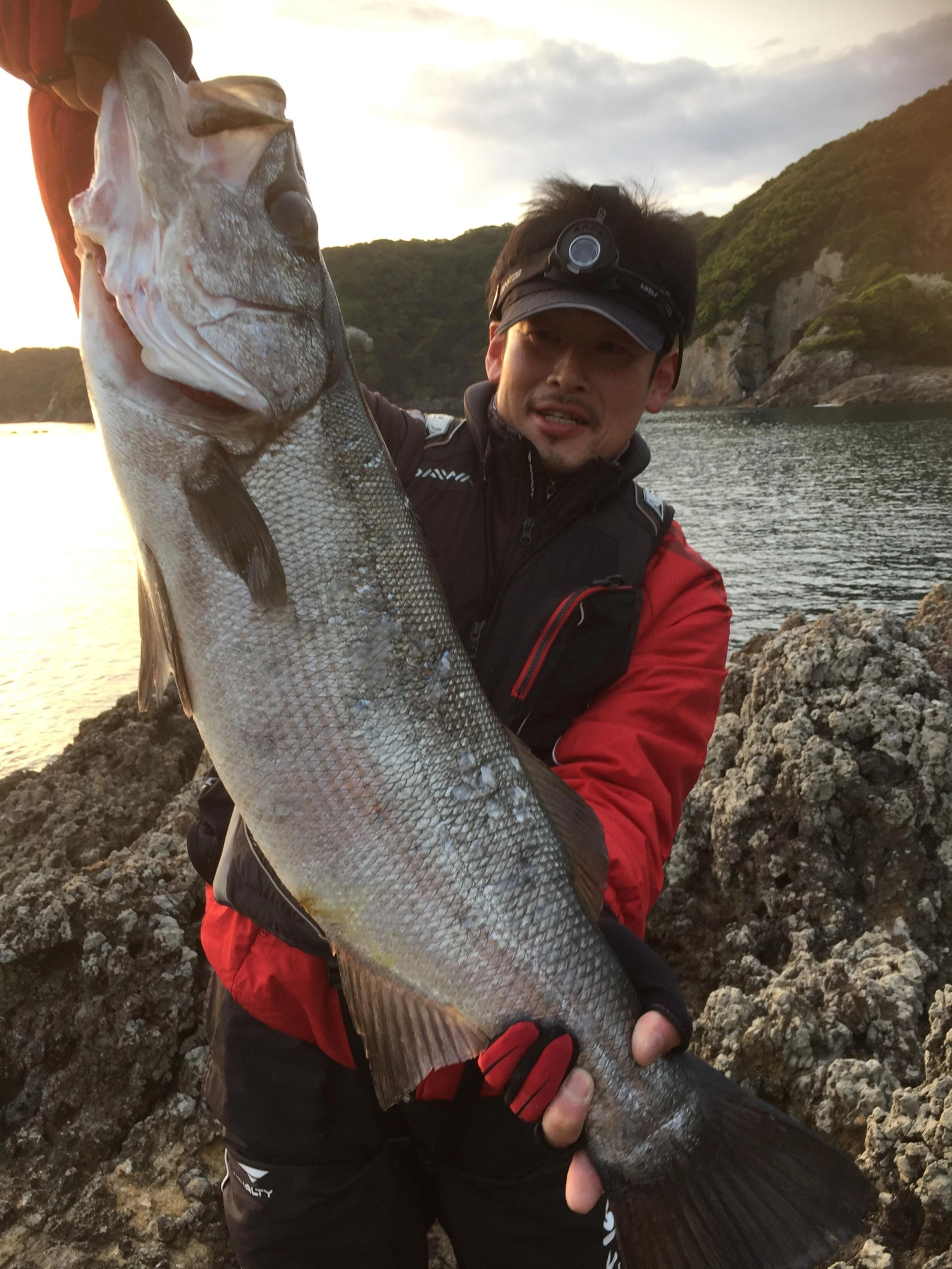 ヒラスズキ75cm
