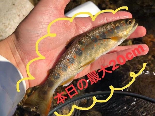 最大サイズで２０ｃｍ！