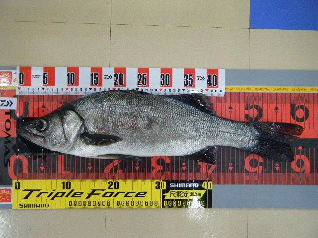 ヒラスズキ５９センチ！