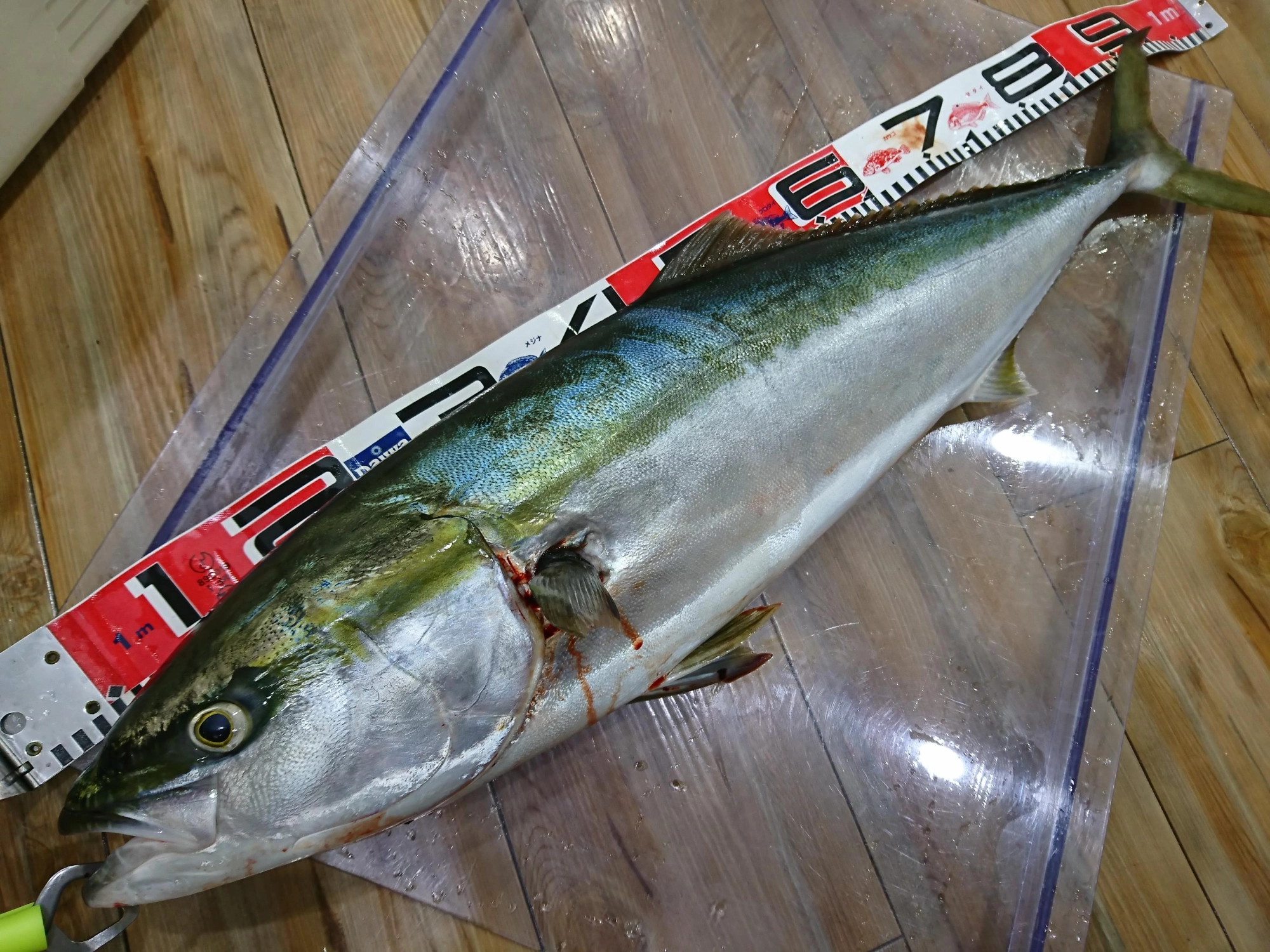 連日ブリの釣果が続いております！！