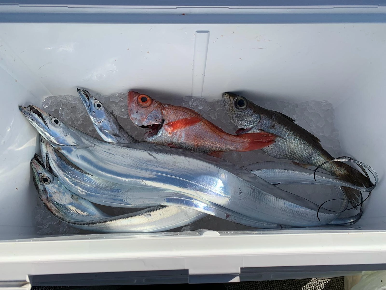 ノドグロ・クロムツ・タチウオが釣れました。