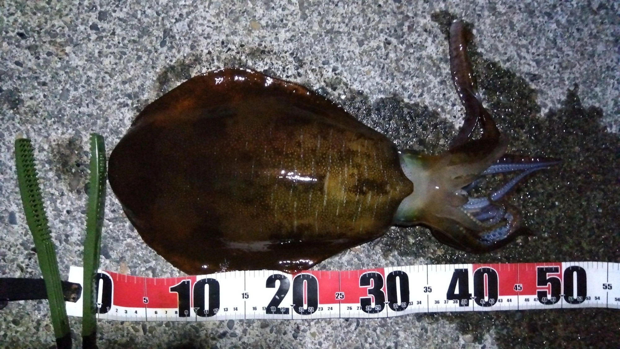 隣の方が２杯上げてこちらは無反応だったのでダメかなーと諦めたその時来ました
同時にやっていた太刀魚テンヤを投げた瞬間ウキが沈んだので焦りました
テンヤを急いで回収して泳がせ側を巻くとずっしり
慎重に取り込むと今年2杯目のキロサイズアオリイカでした
