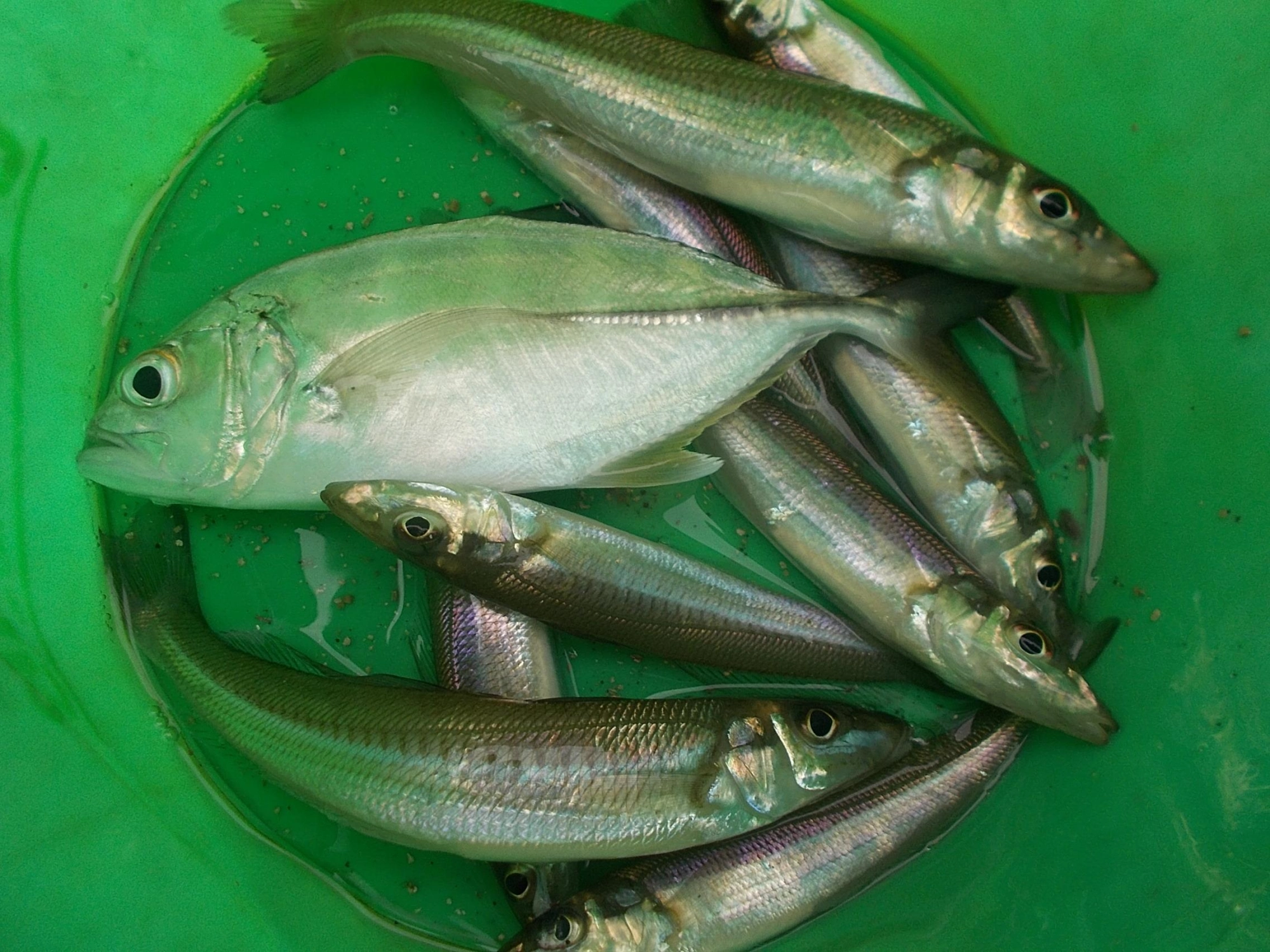 1時間少しでこの釣果、メッキは釣れたキスを襲いに来た際に、用意しておいたルアーを投げたら飛びついてきました♪