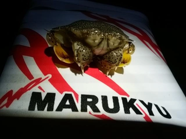 ちびカニ。リリース