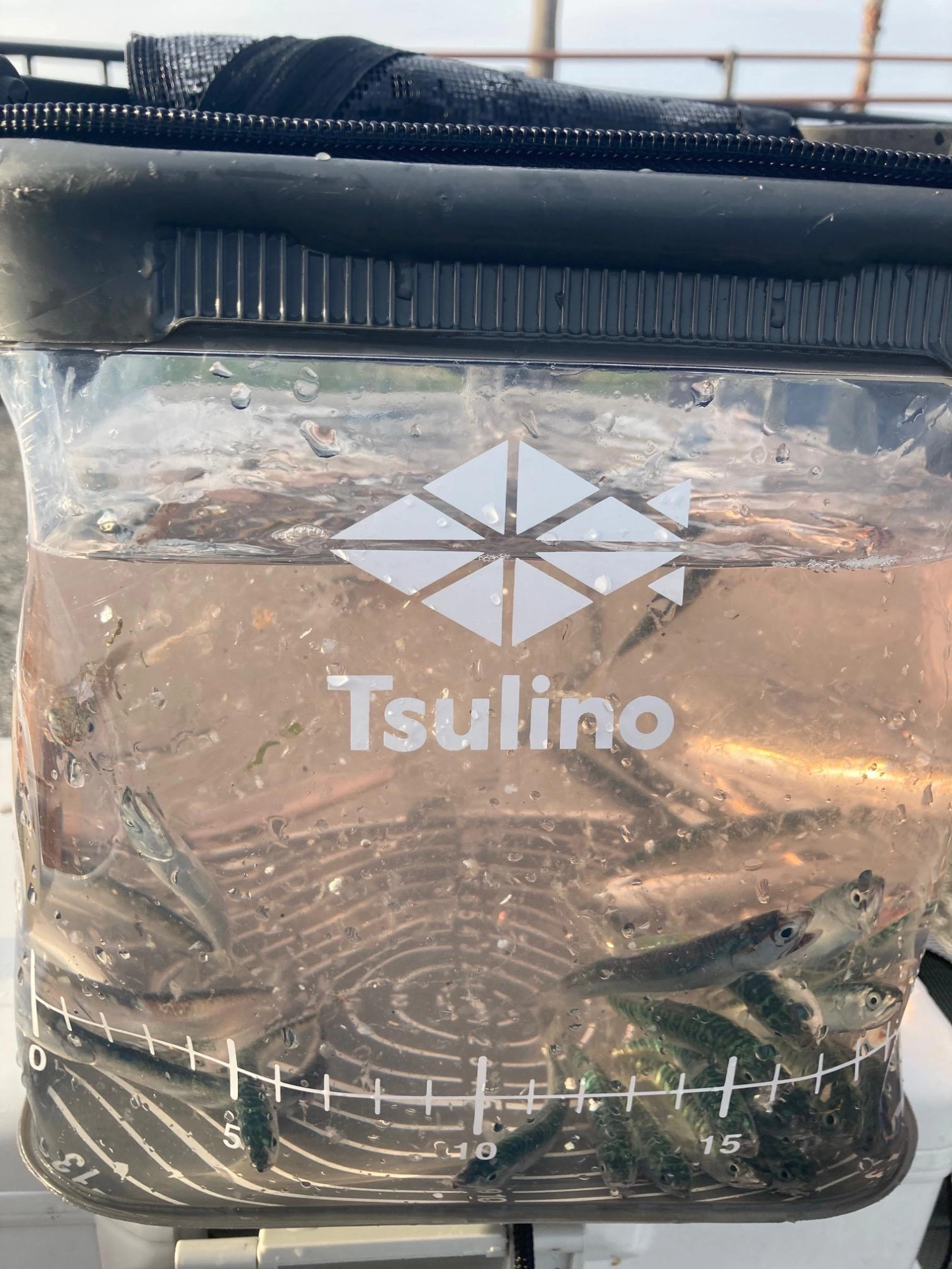 サバメインでたくさん釣れました！Tsulino シースルーバケツで釣れた魚の観察ができます。