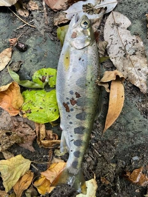 アジリティが高くキレがありました。
餌はブドウ虫とミミズを使いました。