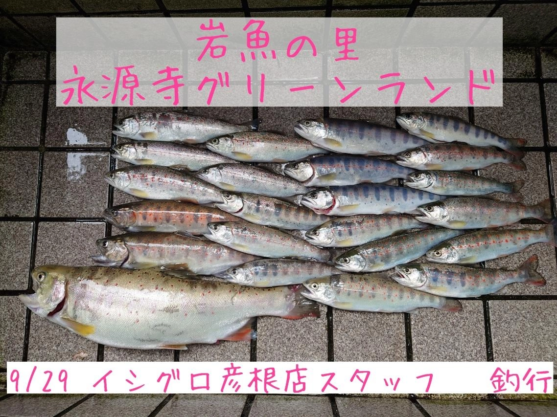 涼しくなってきて釣れやすくなってきました(*'ω'*)