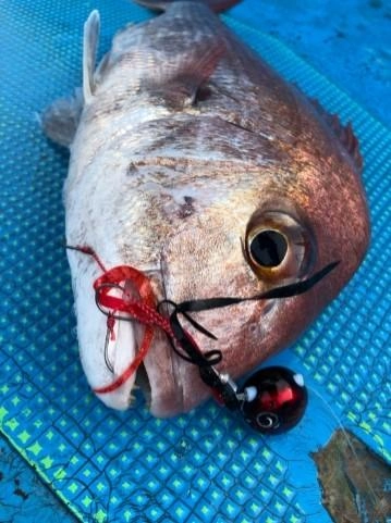 御前崎　夏のマダイ