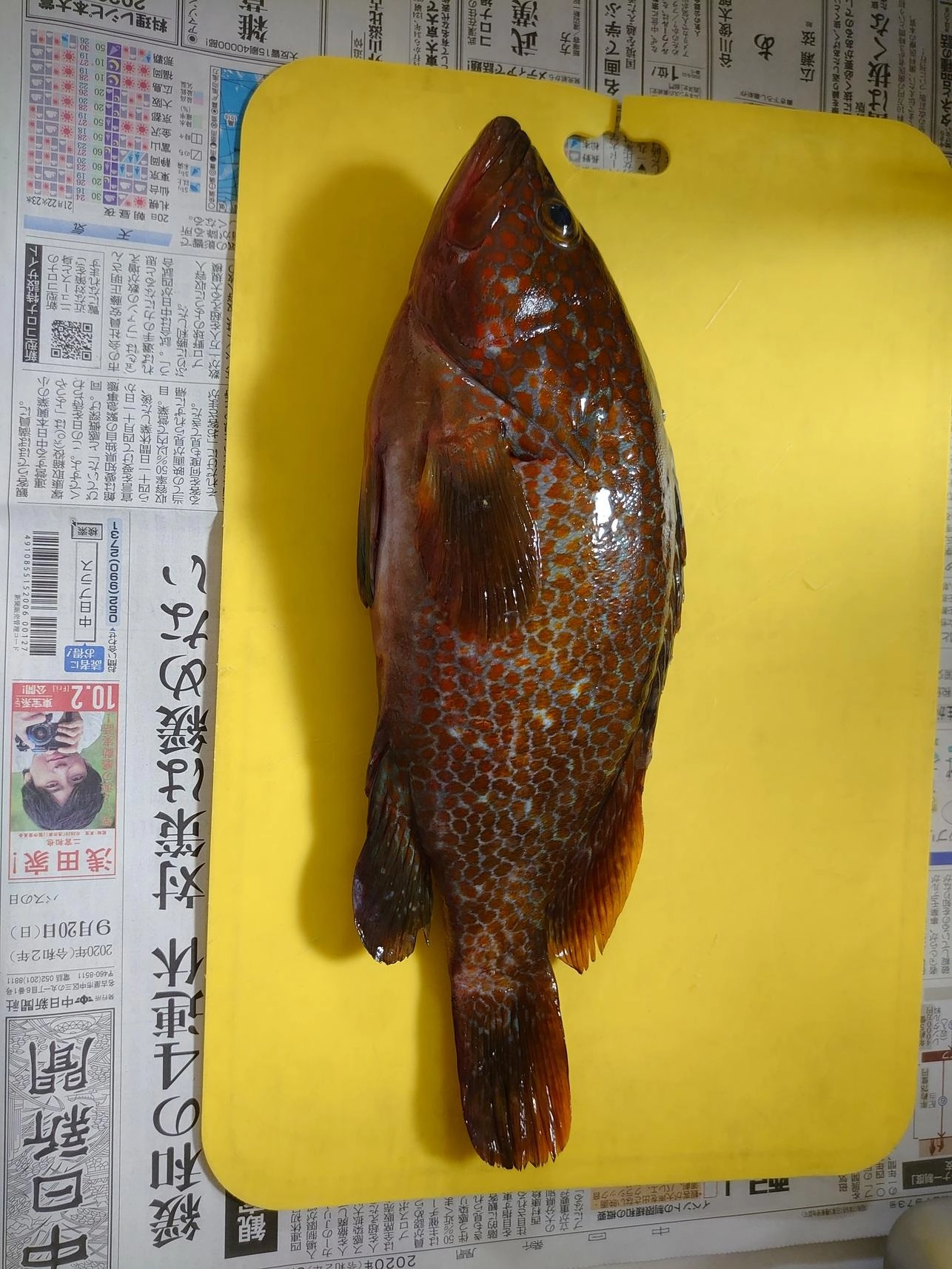 キジハタこの日最大３７㎝