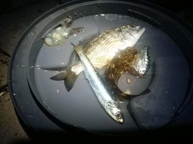 地味