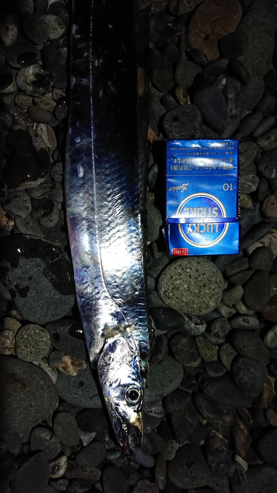 本日もタチウオ釣れました！