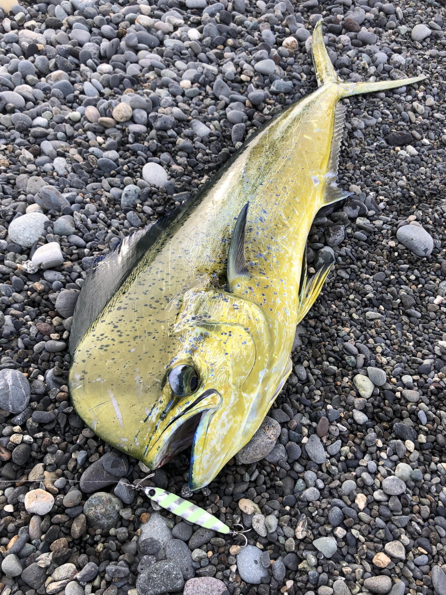 雄