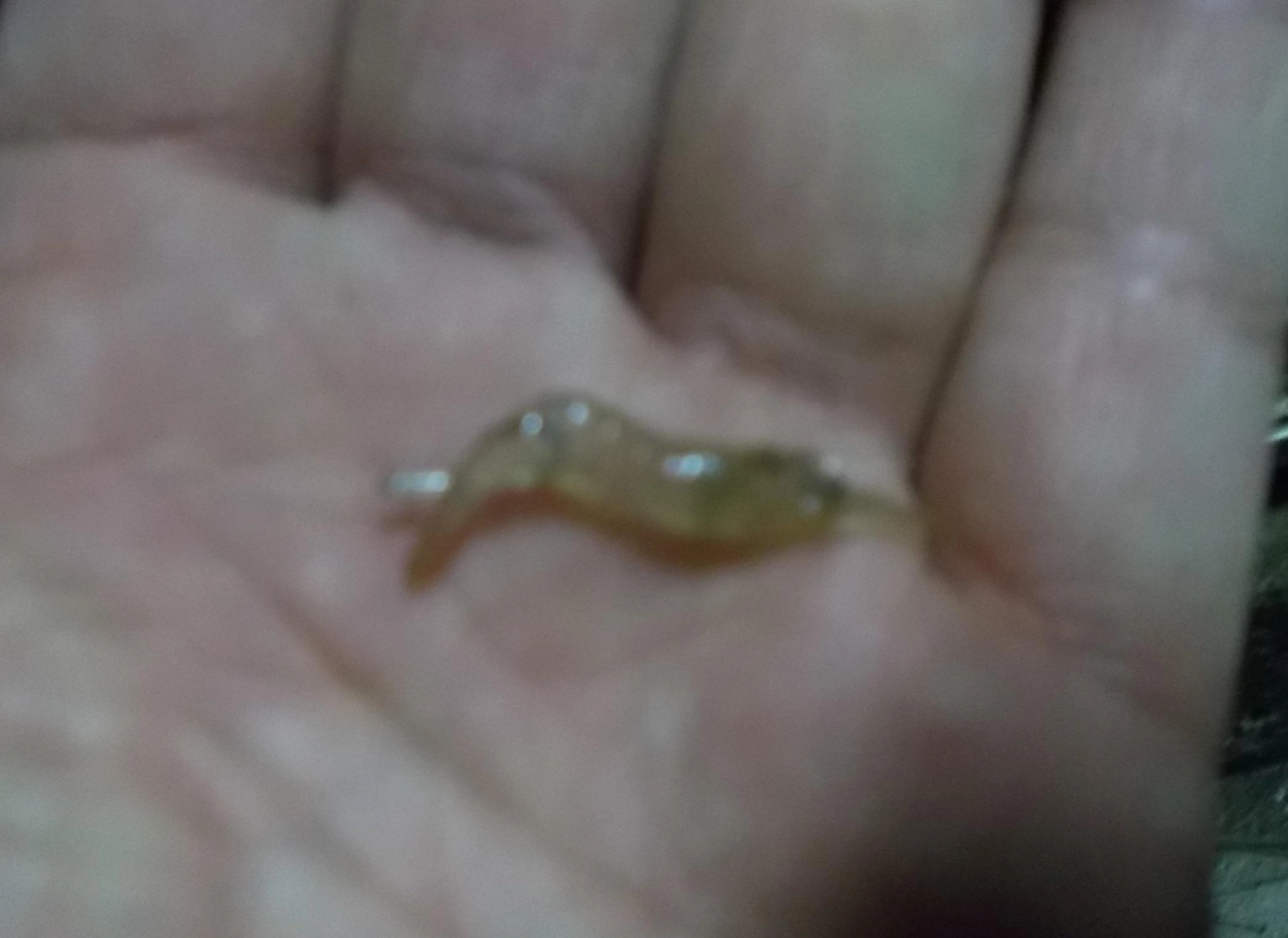 エサはモエビを使用、尻尾にチョン掛けするとエビが元気でいるので魚の反応がいいですよ。