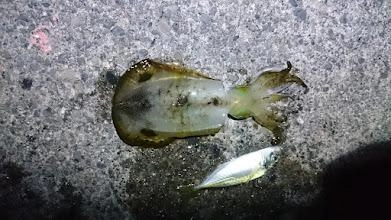 遠投ウキロデオ針泳がせで、何故か夏イカサイズゲット。最初てっきりマルイカだと思いました。抜き上げてみるとアオリイカでした。