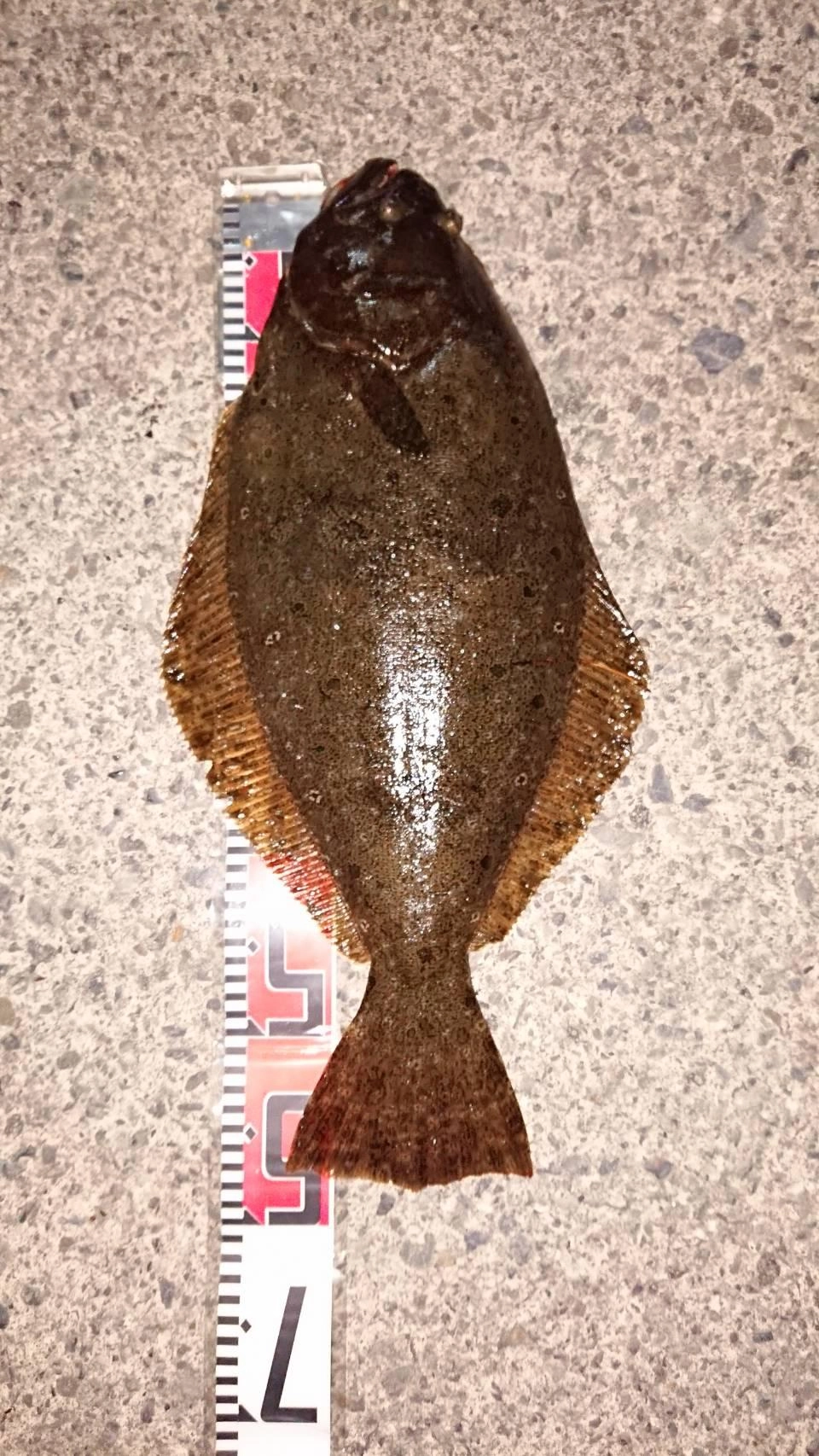 ５８cmの良型ヒラメが釣れました！！