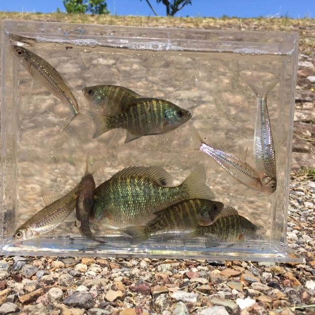 ブルーギルなどたくさん釣れました！