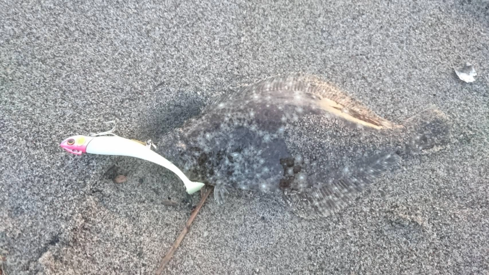 早朝、ダイワのロデムにヒットしました。岸際にも魚は潜んでいるので最後まで集中してルアーを引きましょう。