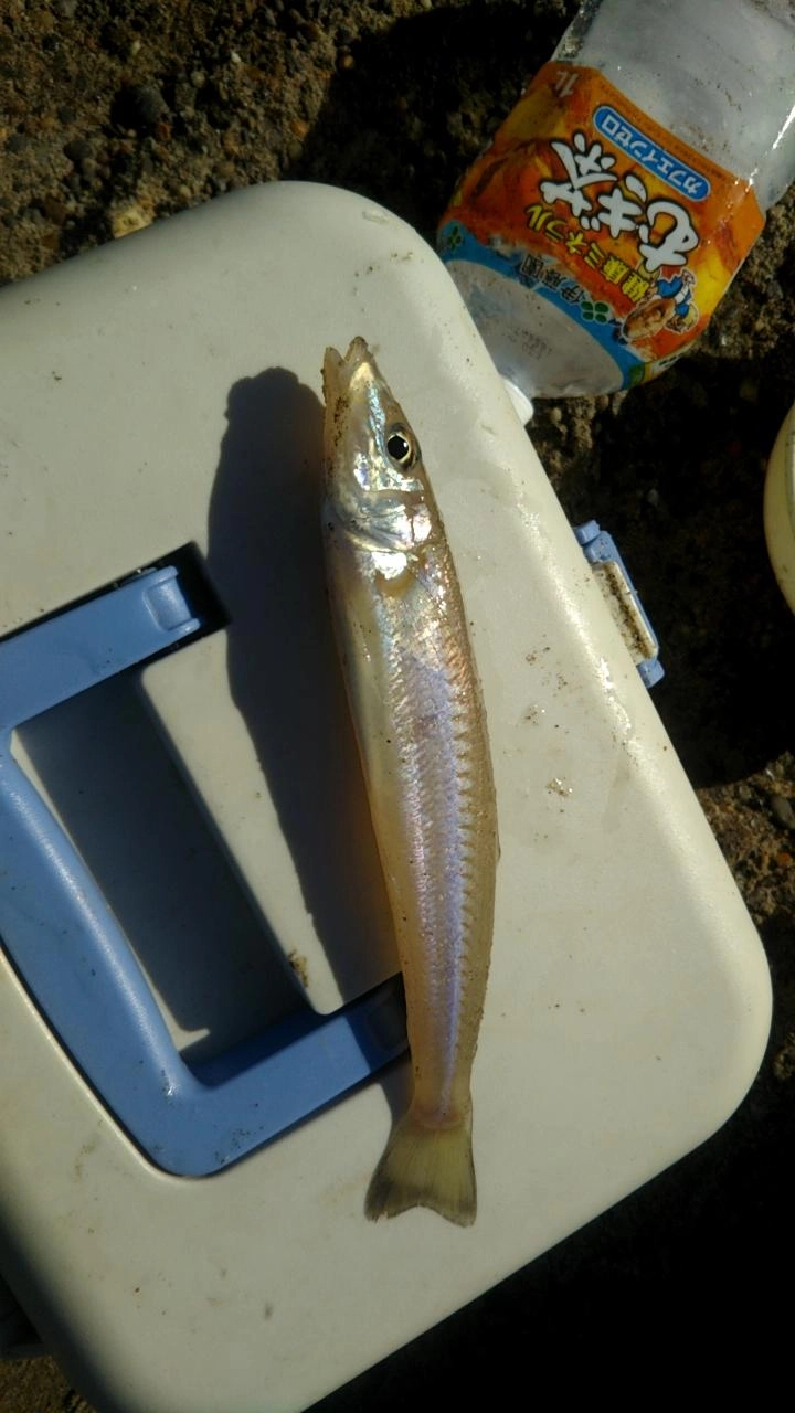 けっこう大きい
綺麗です。