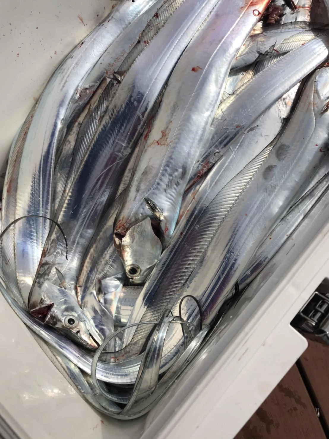 タチウオは真剣にやればたくさん釣れます！４本指も混じって実に面白い♪