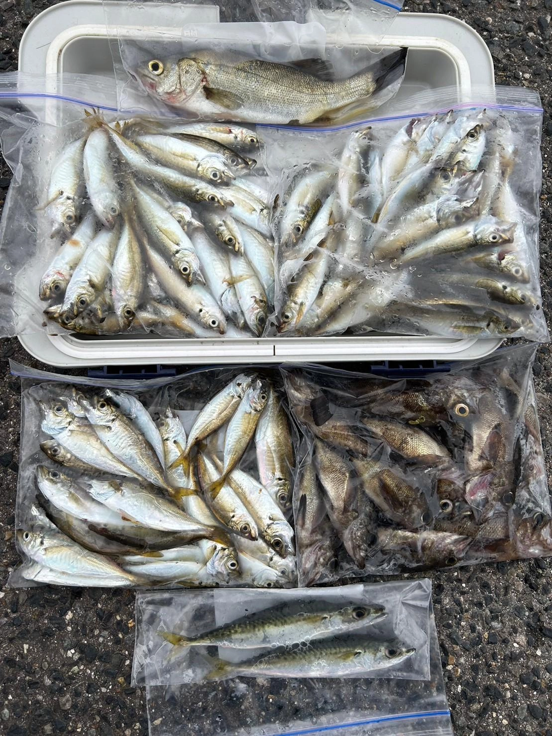 ｱｼﾞ釣り♡最高〜
