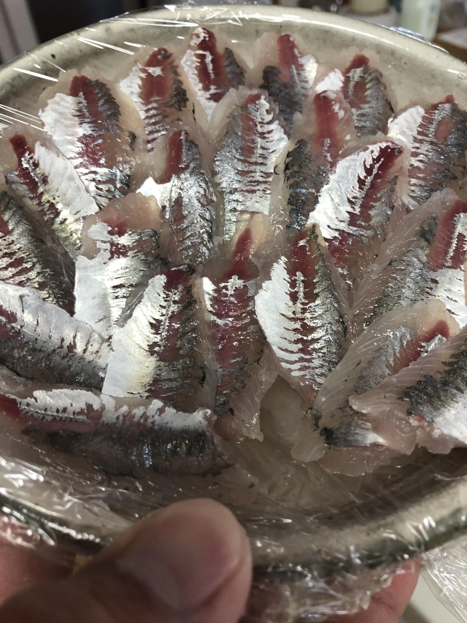 活き餌【マアジ】が旨過ぎるから肉厚ナツポチャビラメも食うッ( ͡° ͜ʖ ͡°)！！