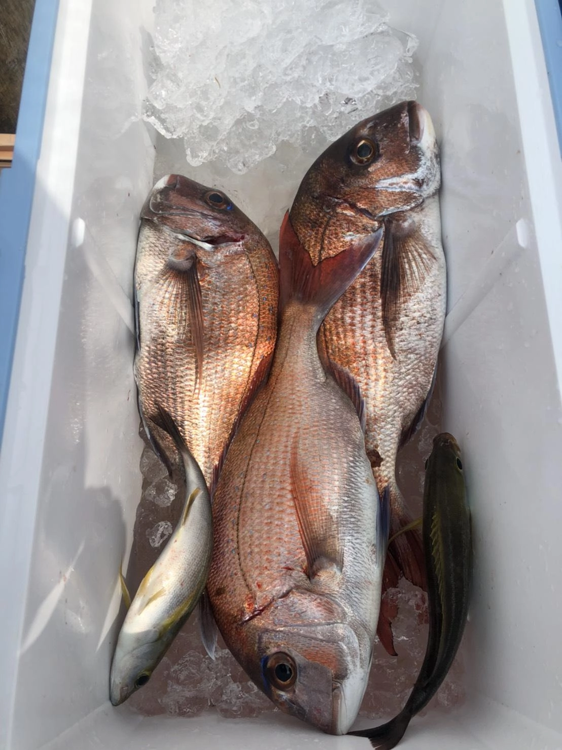 沼津湾内乗っ込みマダイ！好調です！