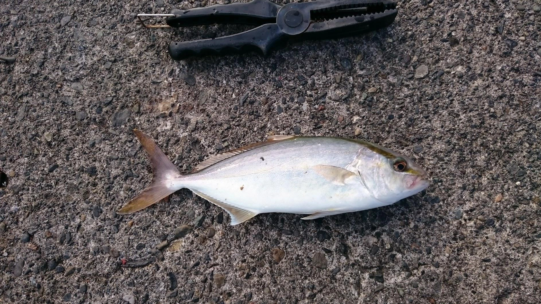 日没前１５㎝弱のタカベを足元に泳がせると頻繁にドラグが出るもなかなか掛からず、ショゴを１匹のみゲット。