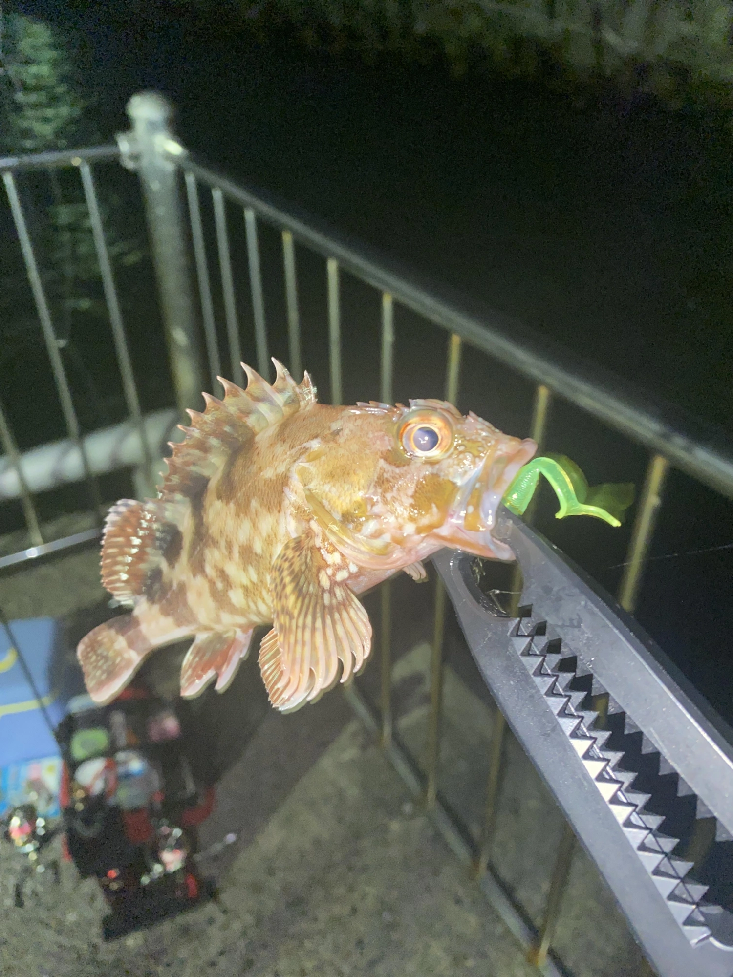 カサゴ