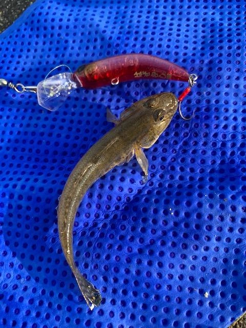 エサ釣りに比べて大きいサイズが釣れるのも魅力！！はぜむしＳＳのザ・ザーというカラーです。