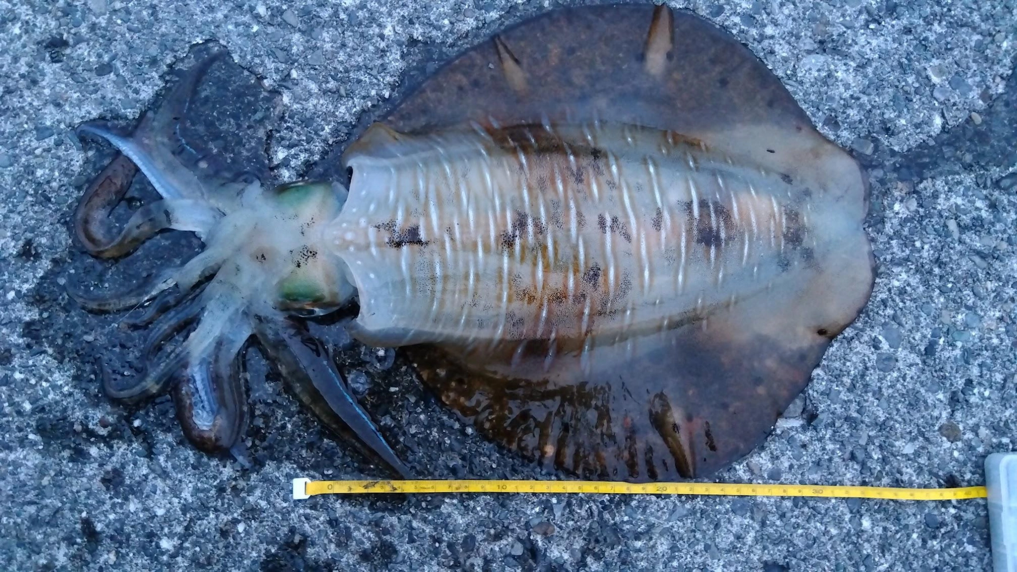 中々鯵が釣れずカマスとクロムツの猛攻でサビキが消耗。日も暮れて仕方なくラスト１投するといい感じの鯵がヒット。ロデオ針で泳がせて片付けしてるとウキが見当たらず、巻いて探るとズッしり。チキらず合わせてアオリイカ釣れました。