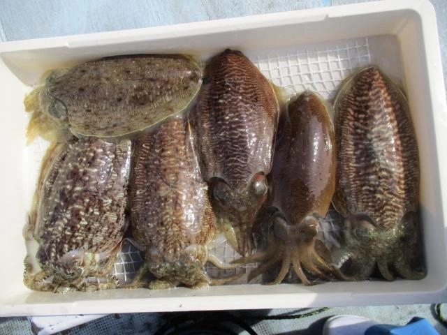 綺麗なコウイカッ(о´∀`о)冷凍してからのが旨味が増しますよッ(°▽°)