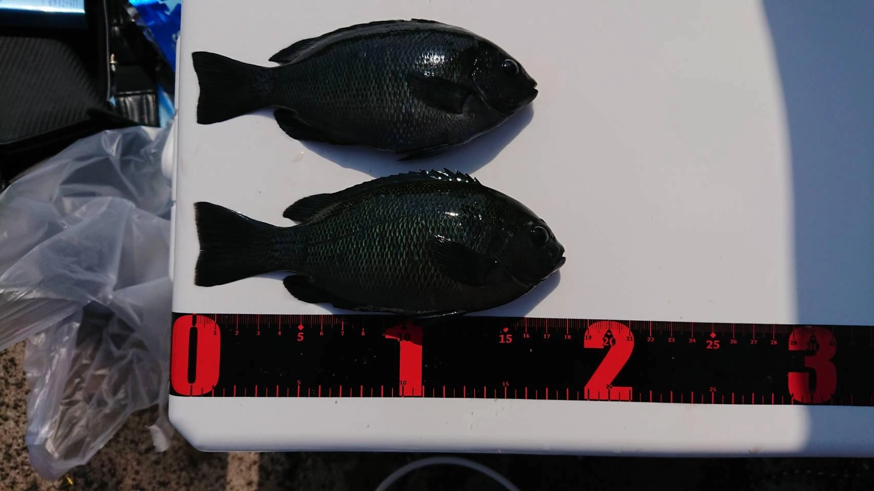 3匹目釣る前の画像なので、2匹しかいません。鮮度保持の為、即締しました。