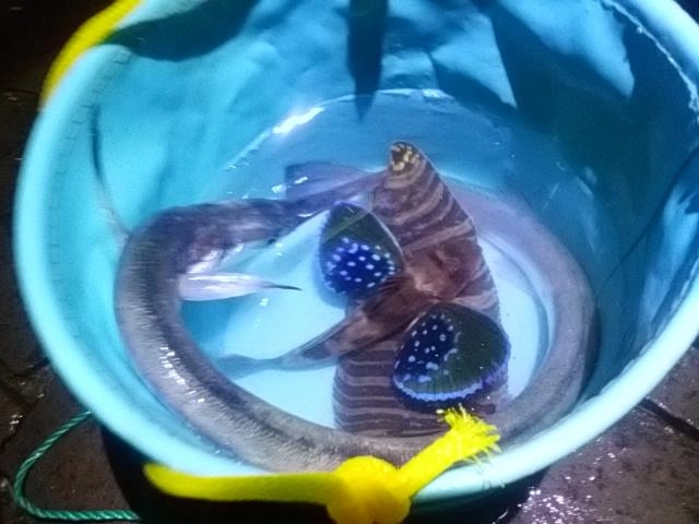 シマヒラメ