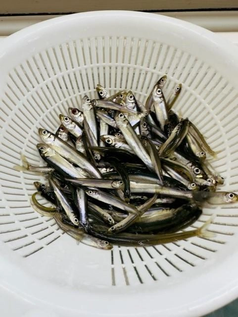 電動タックル×２で効率良く数釣りができます！