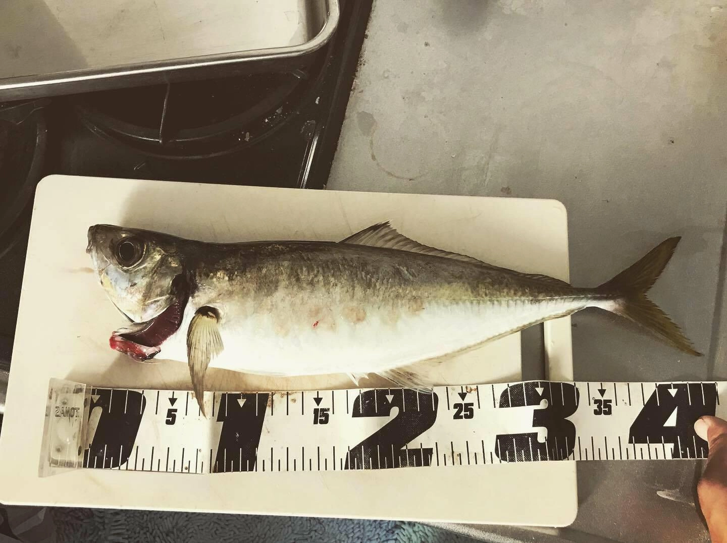 沼津市内堤防で40㎝オーバーのアジが釣れました！