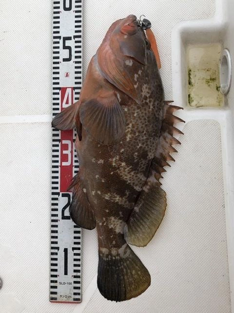 カッコいい魚です。