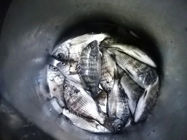 大漁じゃ