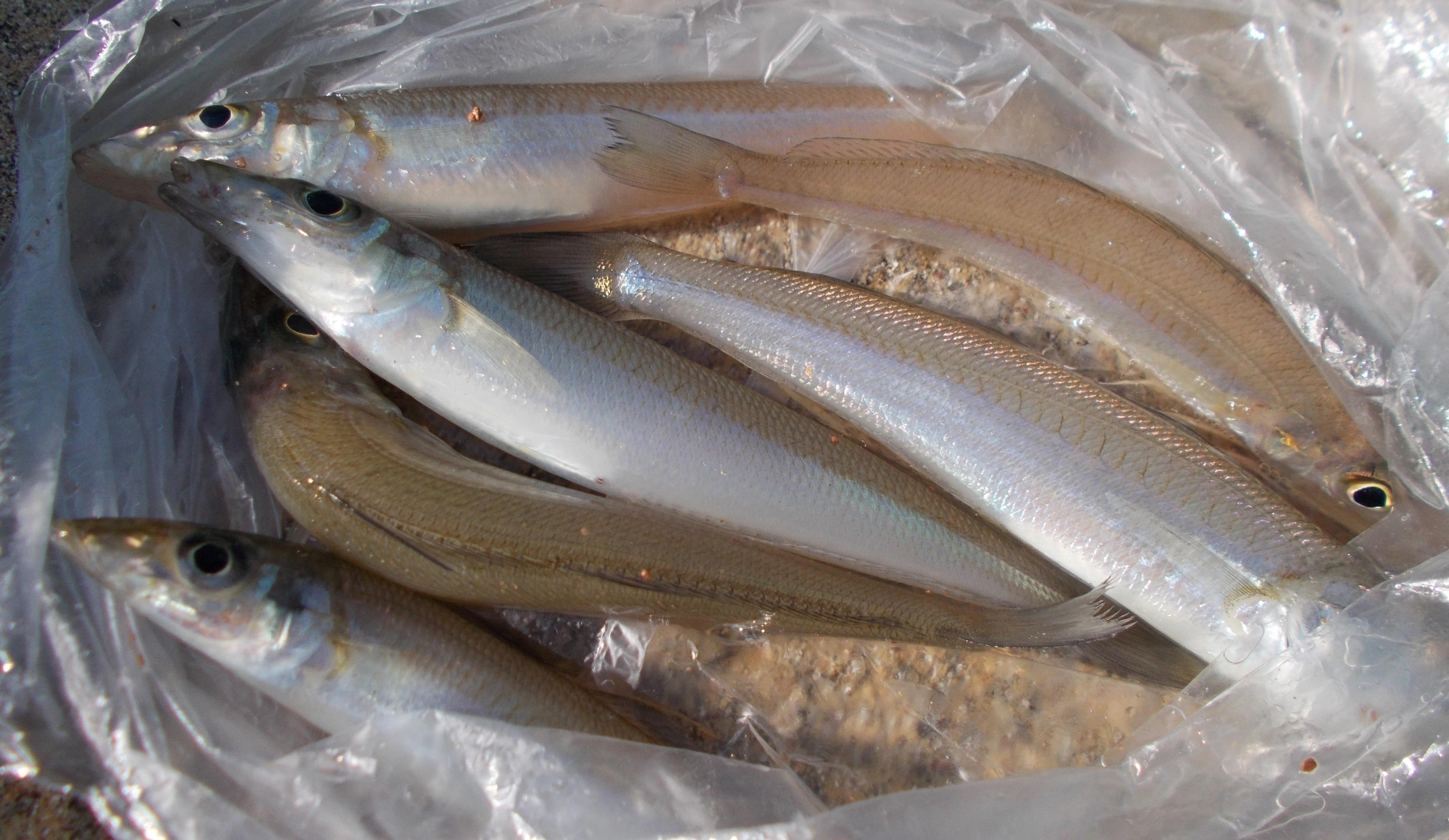 ヒラメ泳がせの合間の釣果でしたがコンスタントにキスが釣れて来ました。