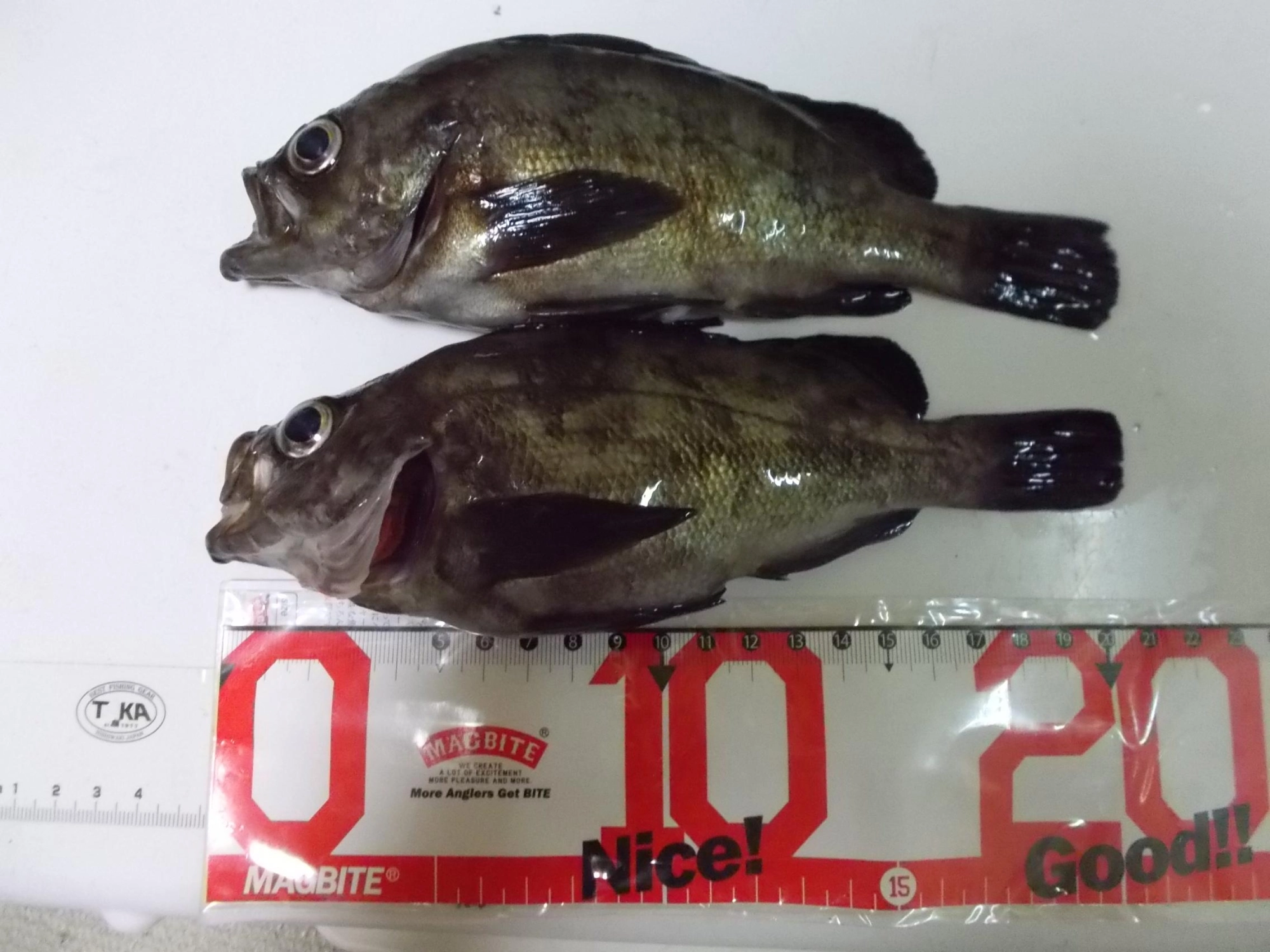 このサイズのメバルがコンスタントに釣れて来ました。リクエストがあったので数匹お持ち帰りして残りはリリースしました。